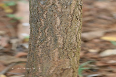 Sesbania grandiflora